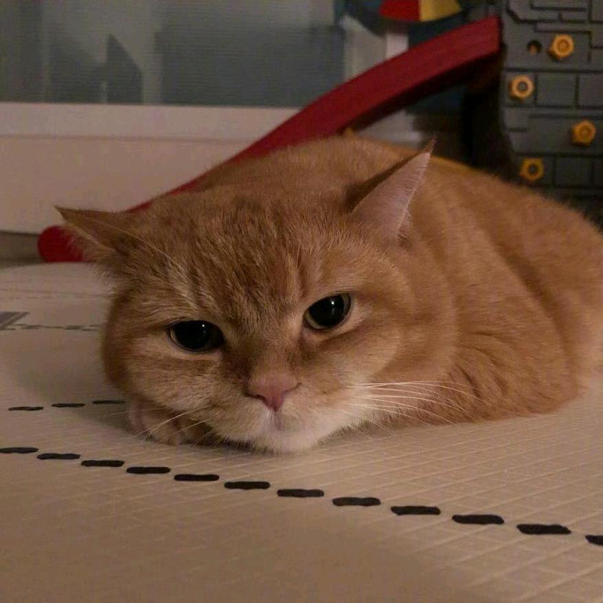 🇻今晚吃土豆