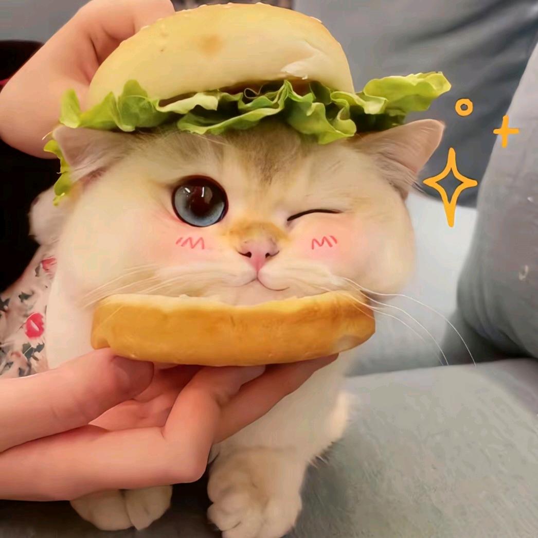 天之饺子🥟