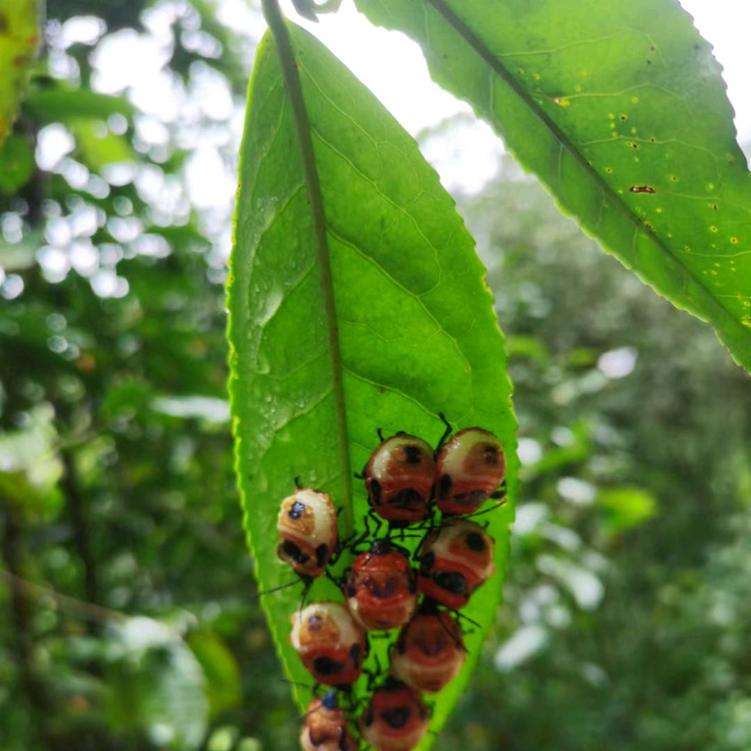 得闲请吃茶