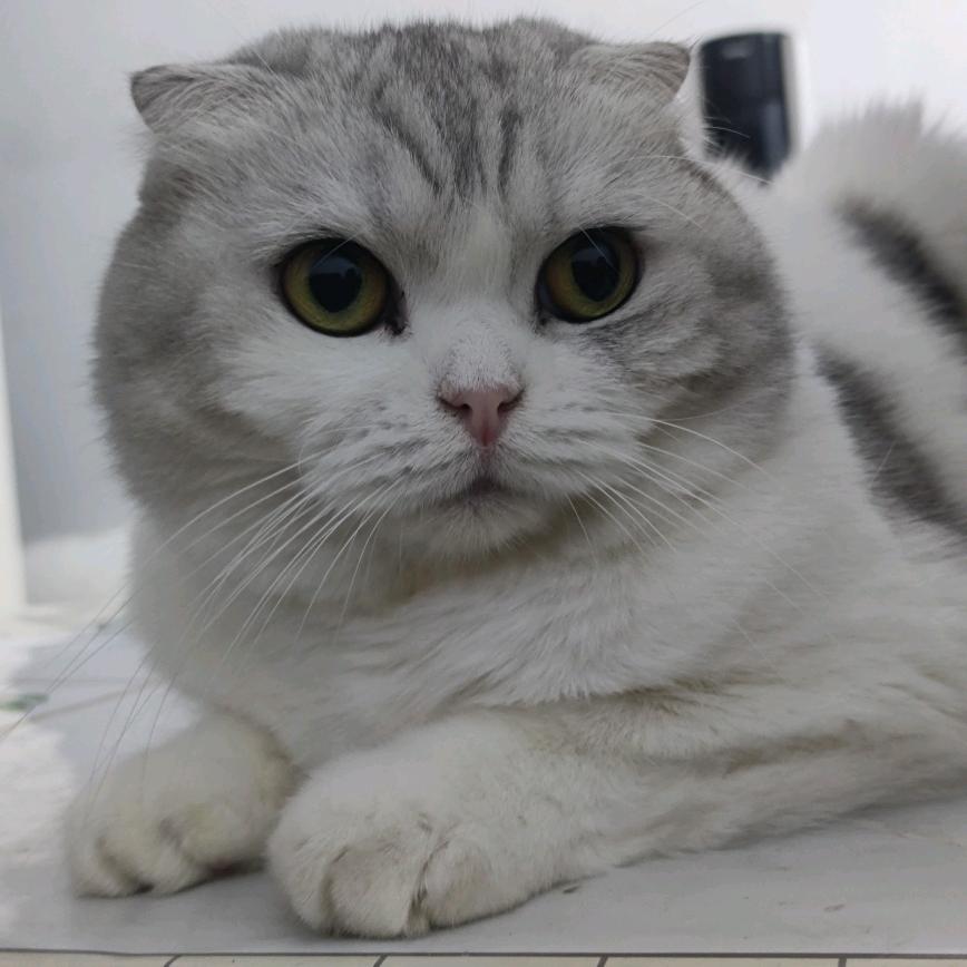 疯狂乌鸦哥