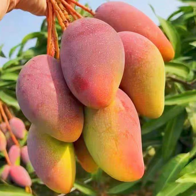 橘小文