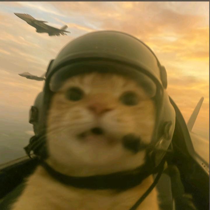 hamster