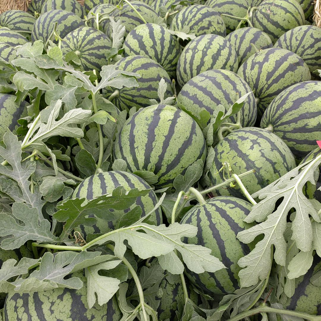 天选的｛卖瓜人｝🍉