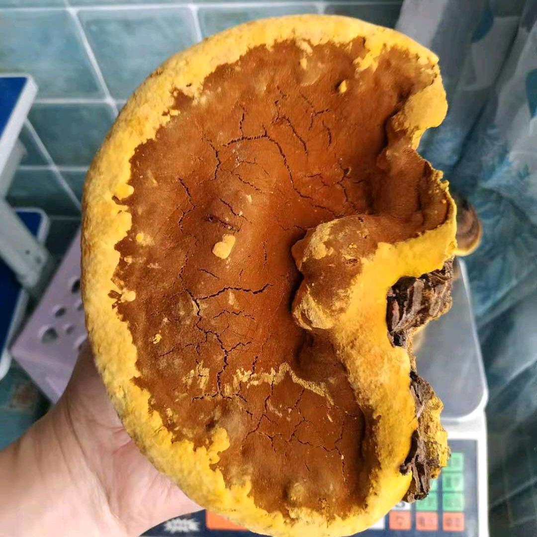 秦岭小荷灵芝滋补养生