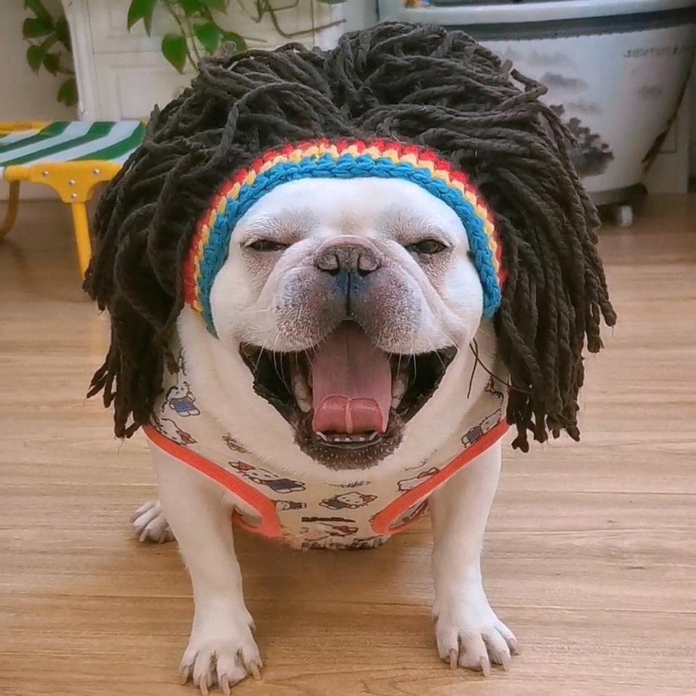 家有馋狗
