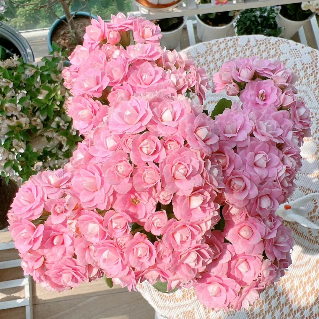 山东福寿花卉