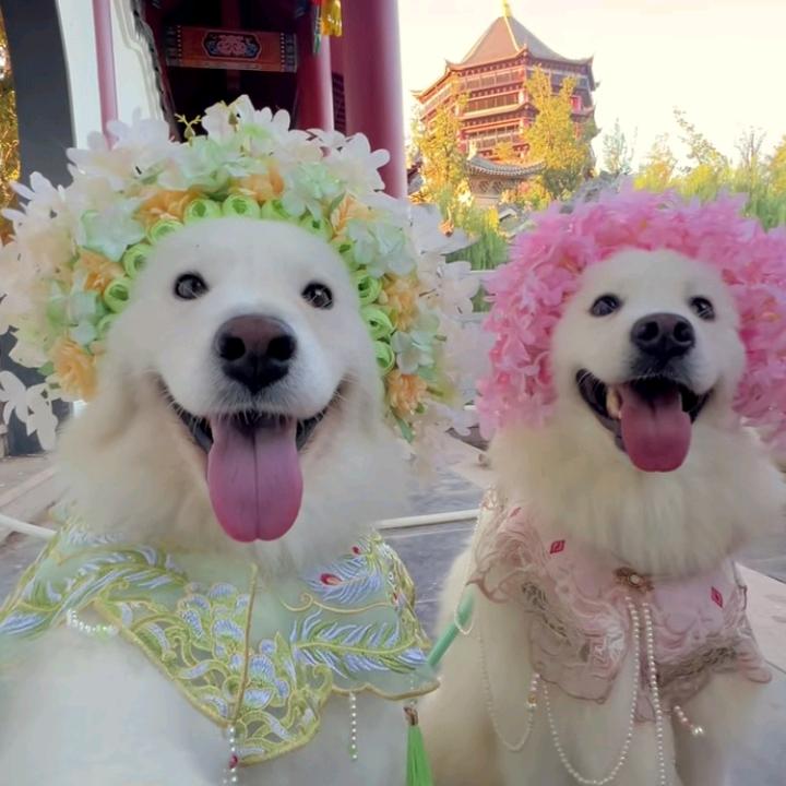 -诗雨知（可能不上线，因开学）