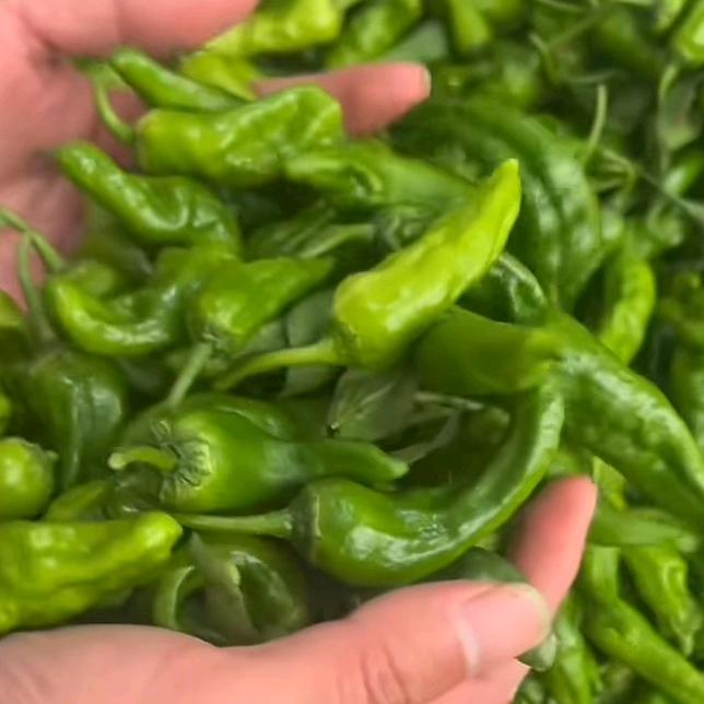 正宗余干辣椒原产地直发