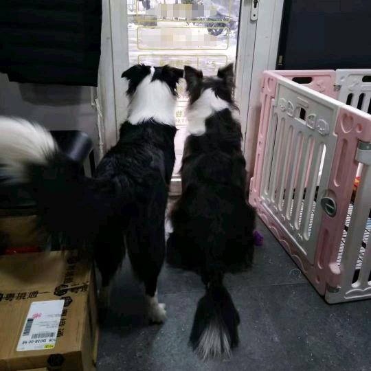 美元是边牧