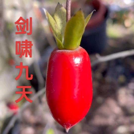 狼行园艺(老鸦柿)
