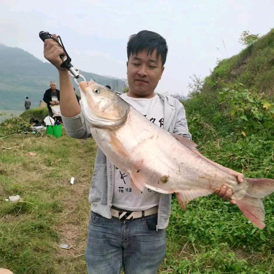 猴子美缝