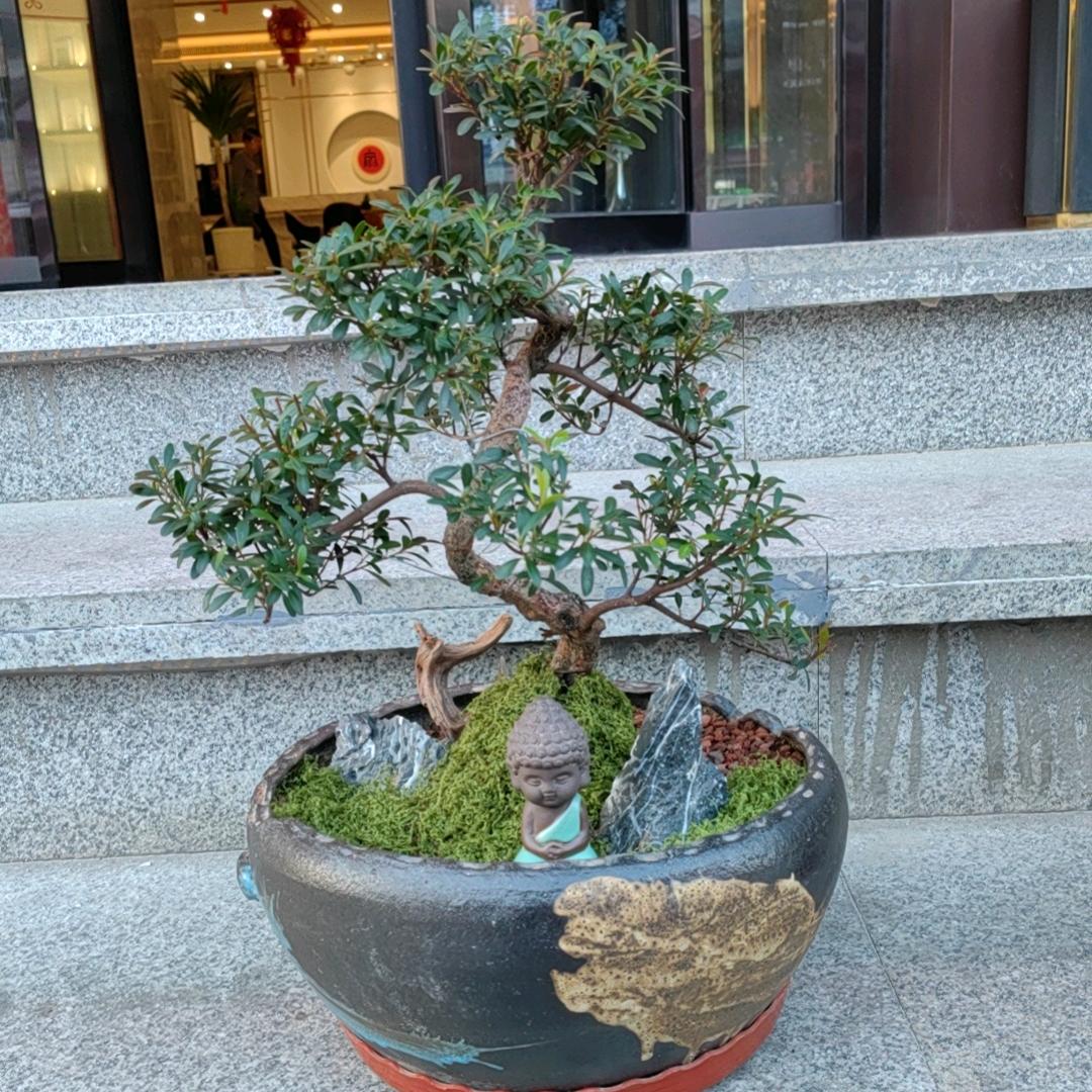 新茂花卉经营部