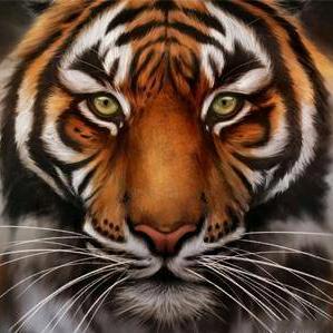 🐯🐯🐯