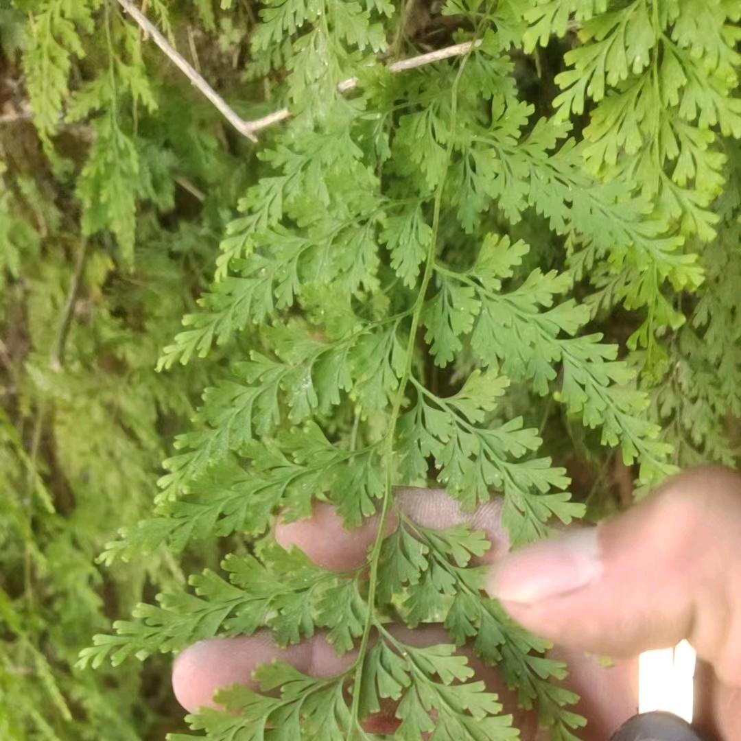为你煲汤