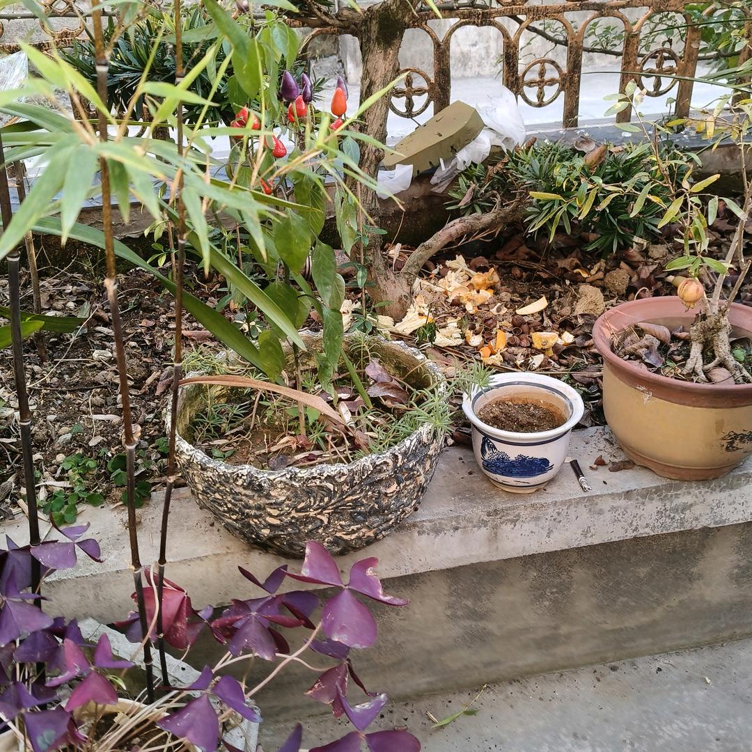 一只受伤的小鸟