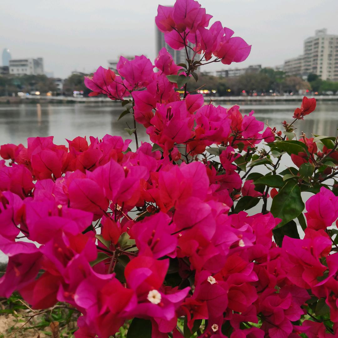 知足常乐🌹🌹