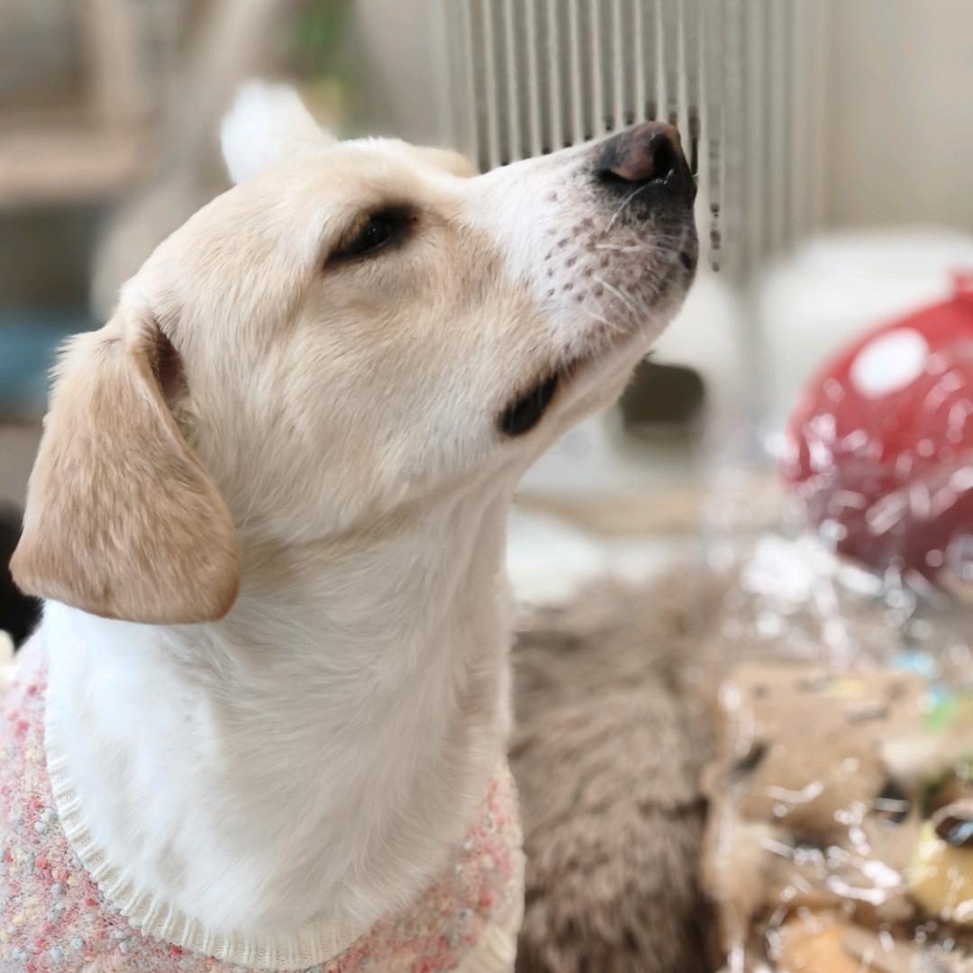 喵茶～（明亮之家日常版）