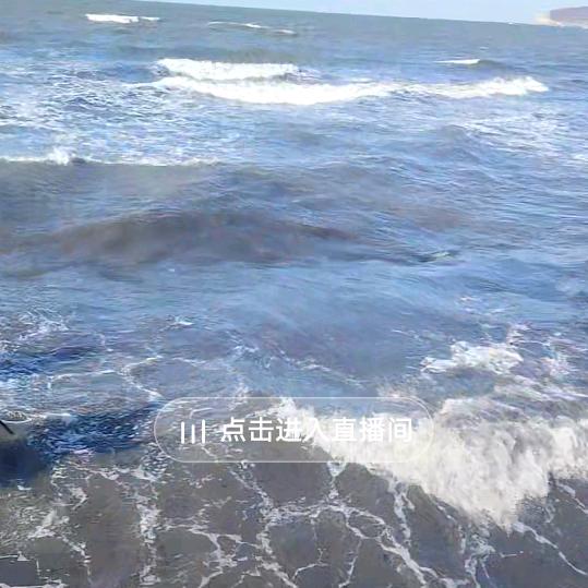 海肠战地直播