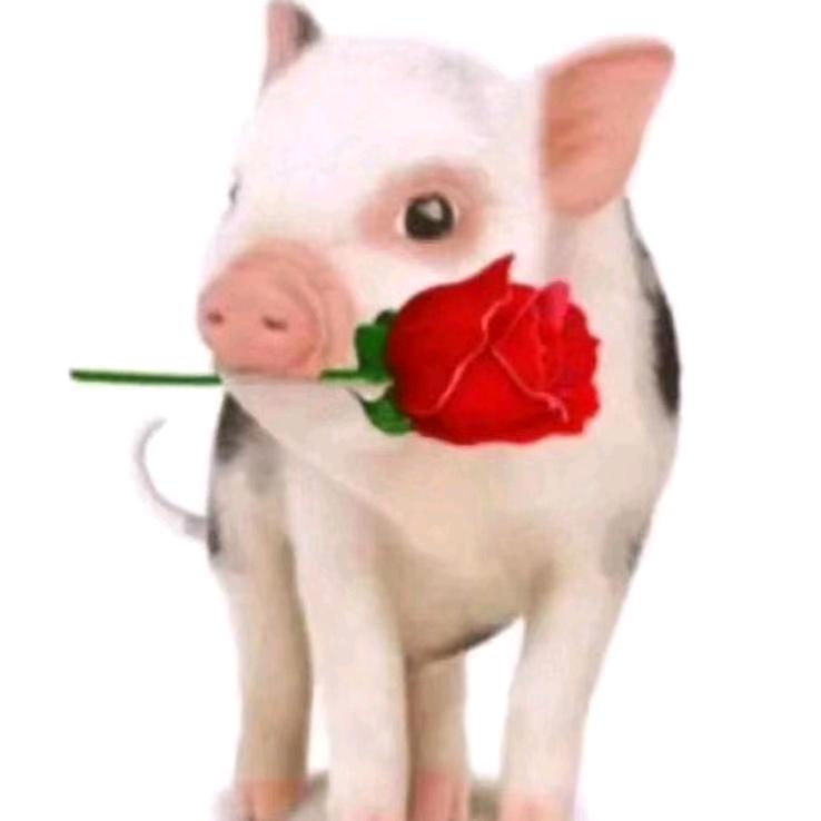 ⛳🎶古⛳龙🎩