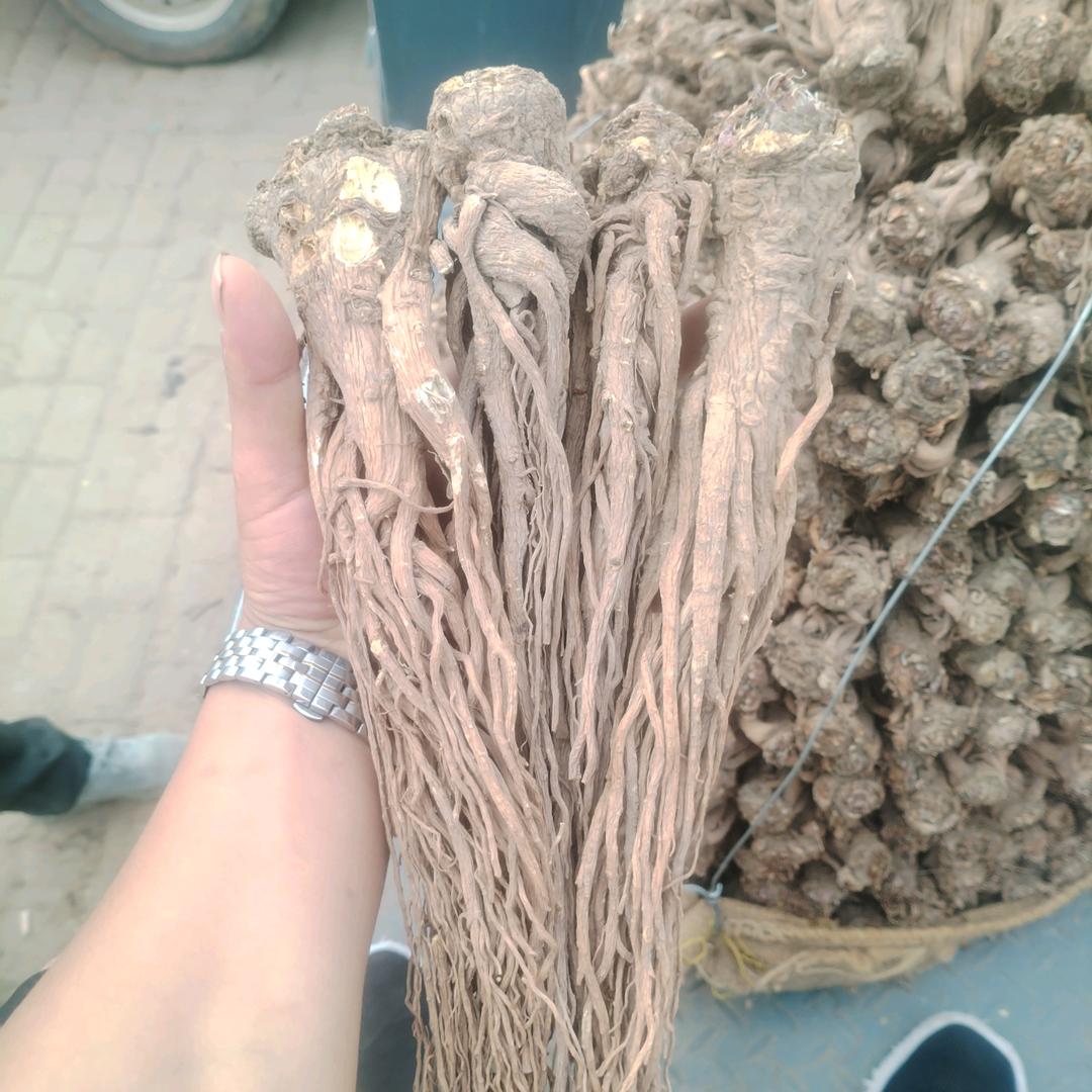 阿文 药材种植户