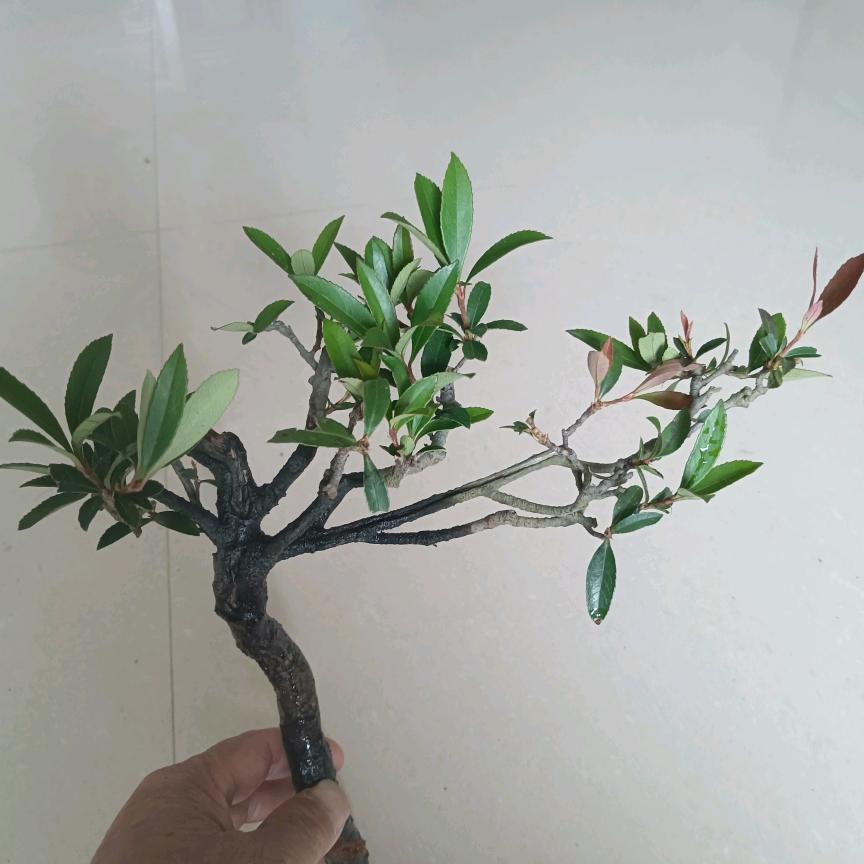 怪脸不怪