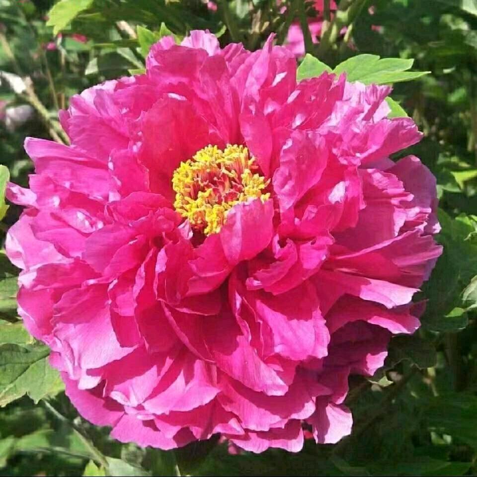 福乐安康🐯🌴🌴