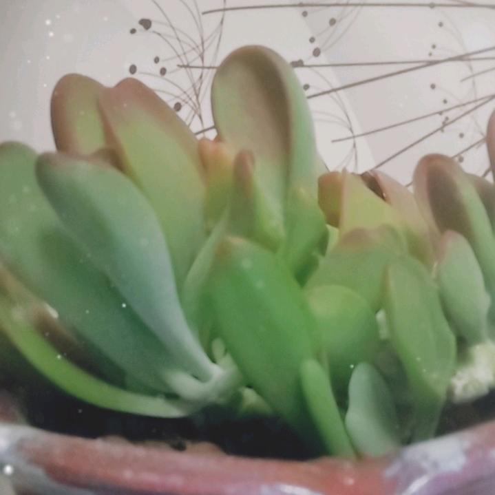 蓝玫