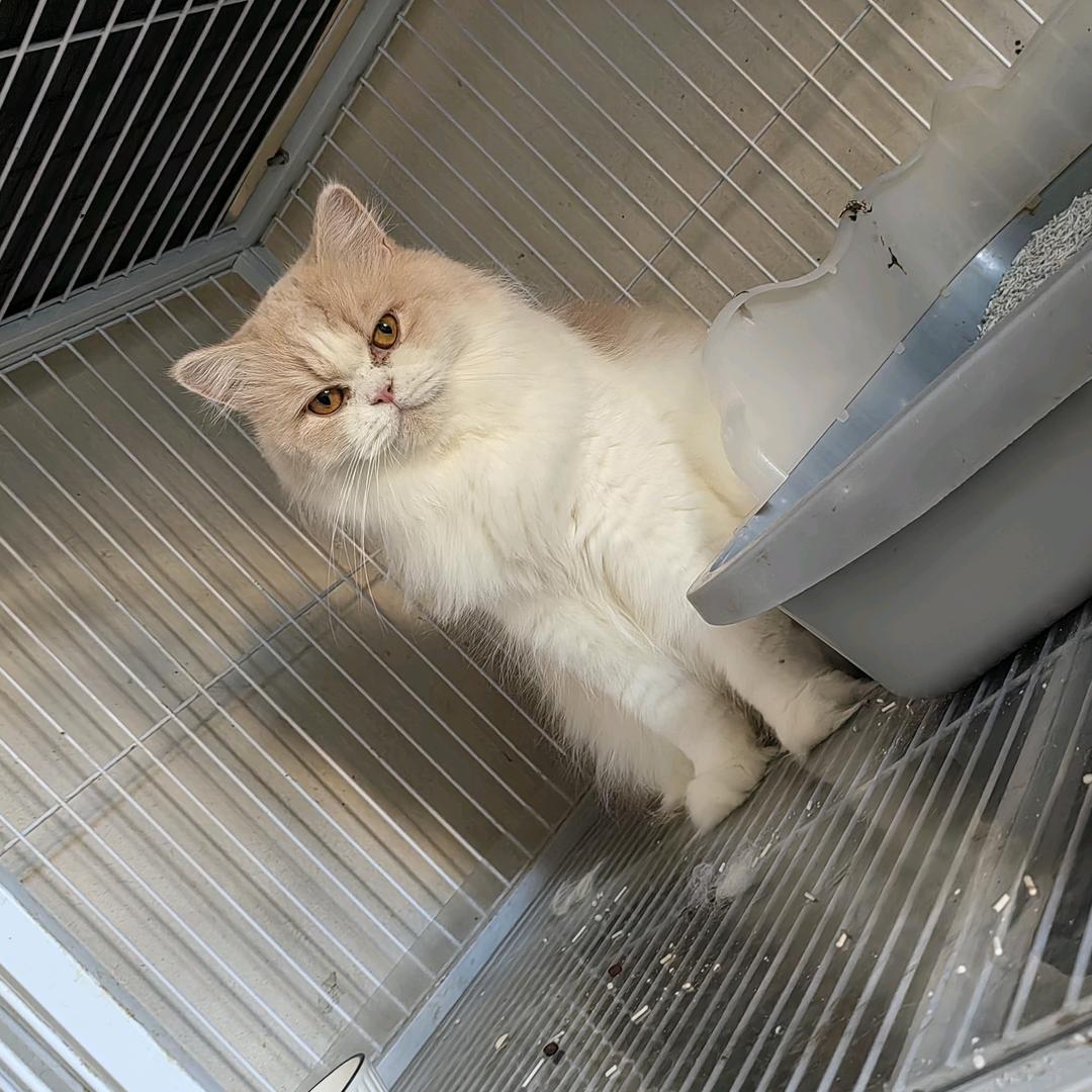 我有可爱的小猫咪🐈