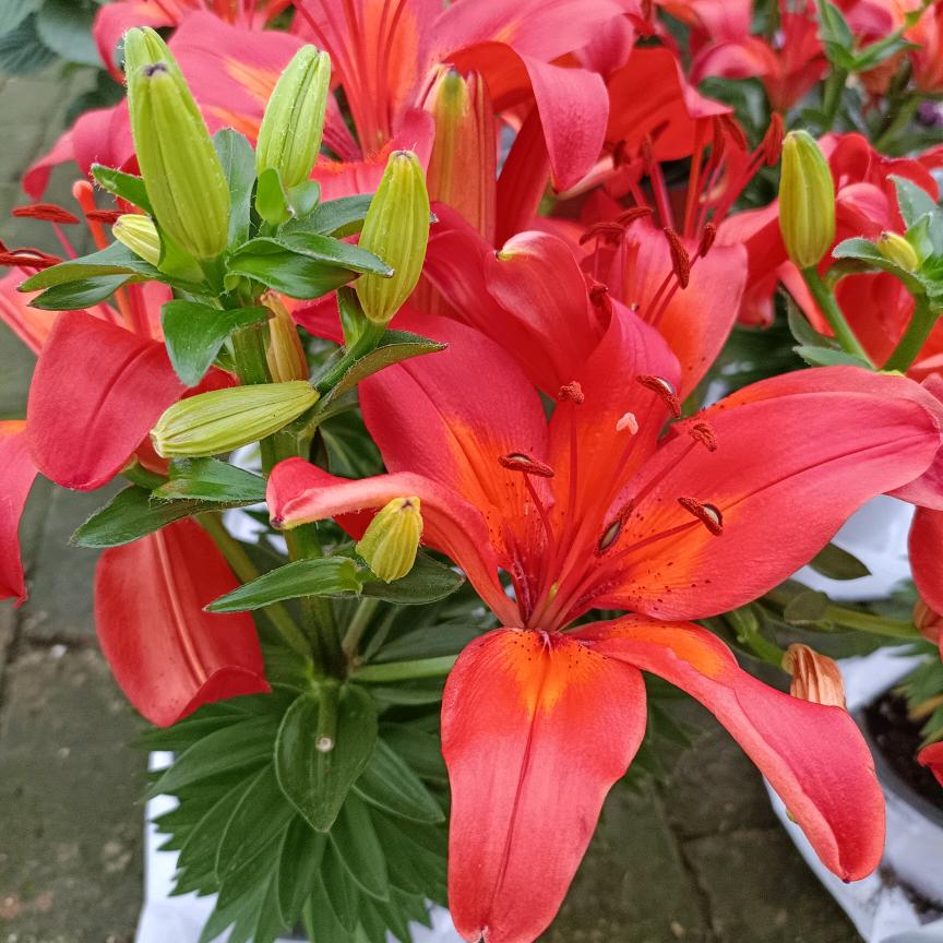 月语