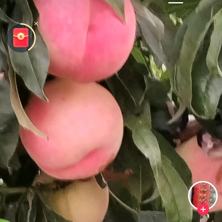 永城市第一甜桃