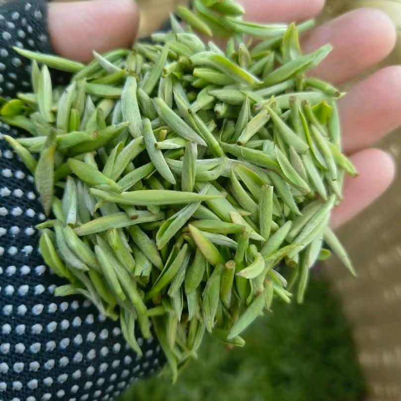 遂川狗牯脑茶叶。