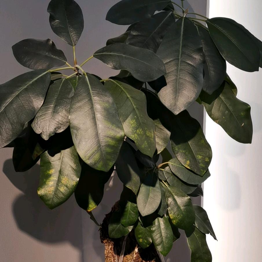 木盛华