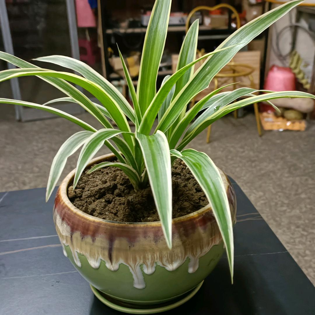 木头人