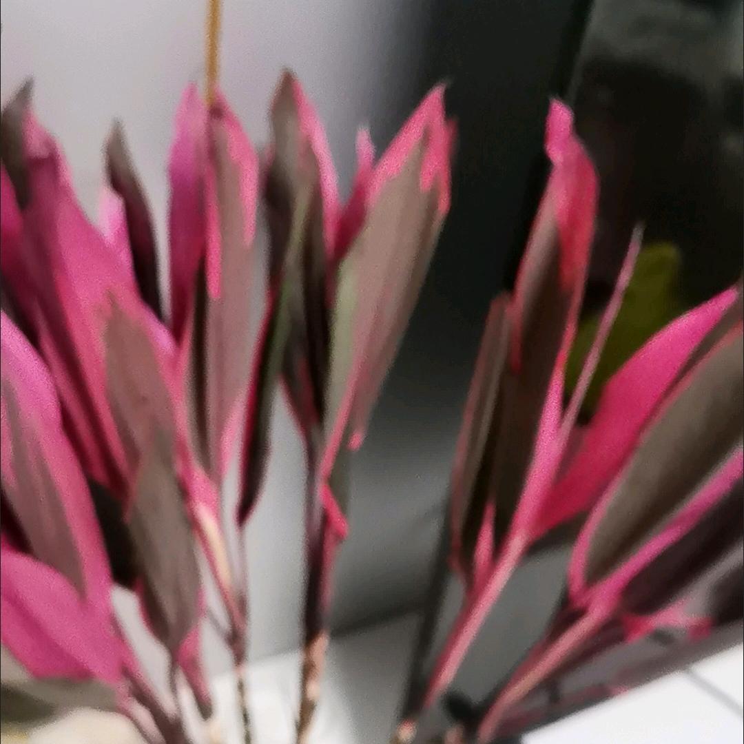 清香柠檬