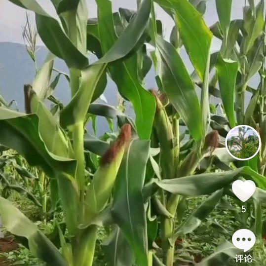 农在我心之小奔奔