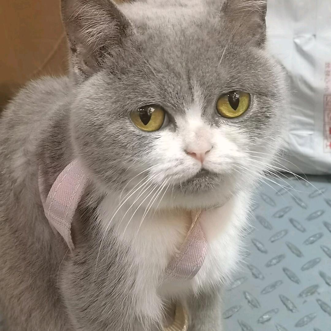 肥波是只小懒猫🐱