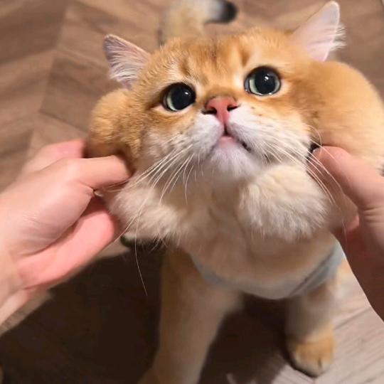 悠米大王