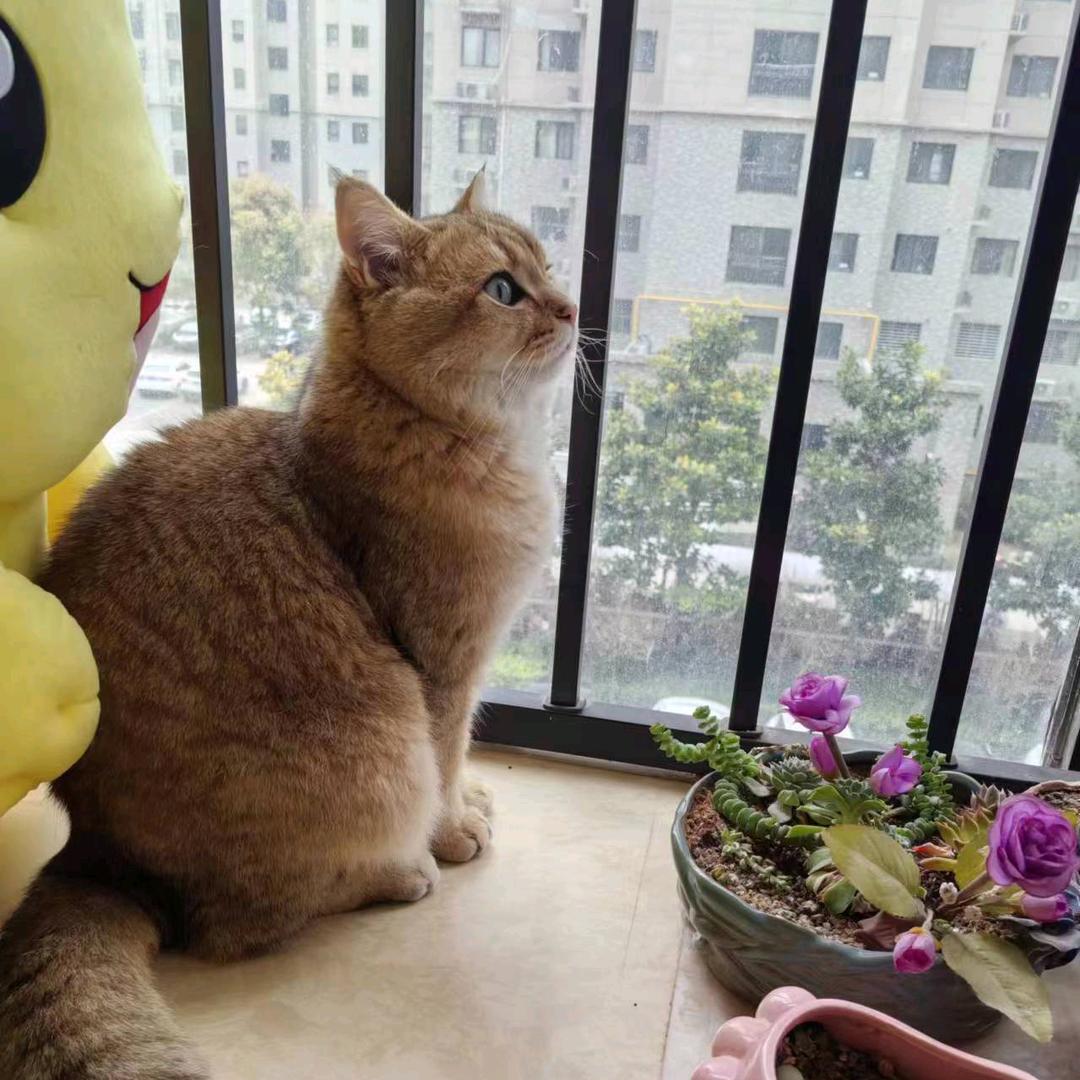 小胖胖的日常