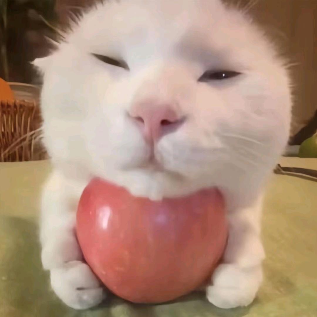 紫陌（堕落版）