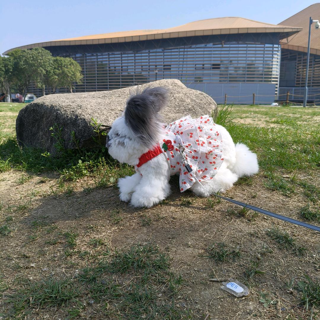 可乐🥤家安哥拉兔