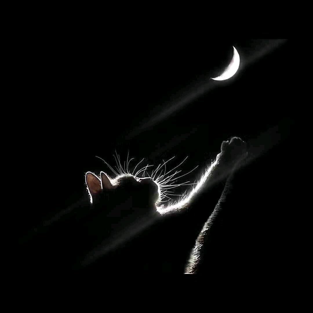 🐵 曦曦🍀 🍀