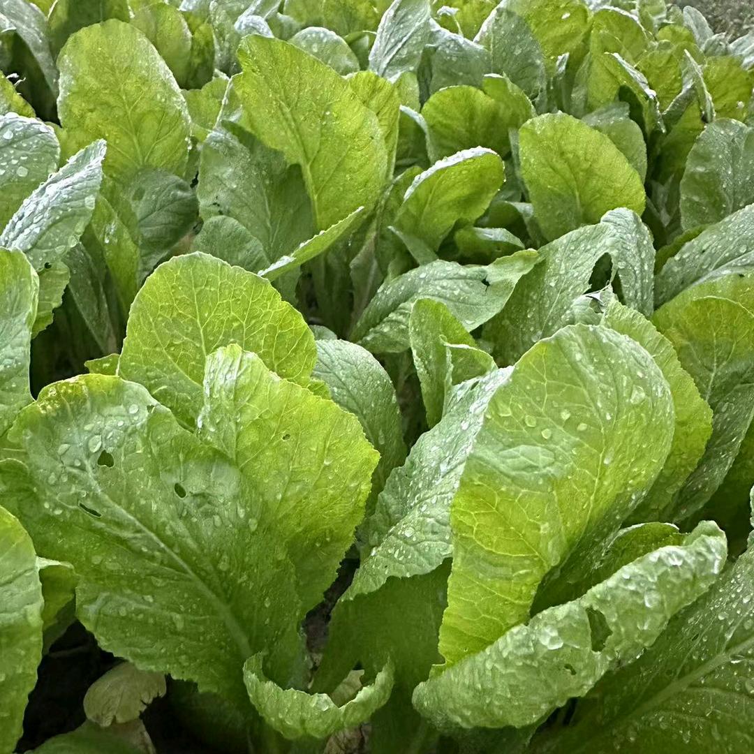 浮岗市场，标哥买菜佬