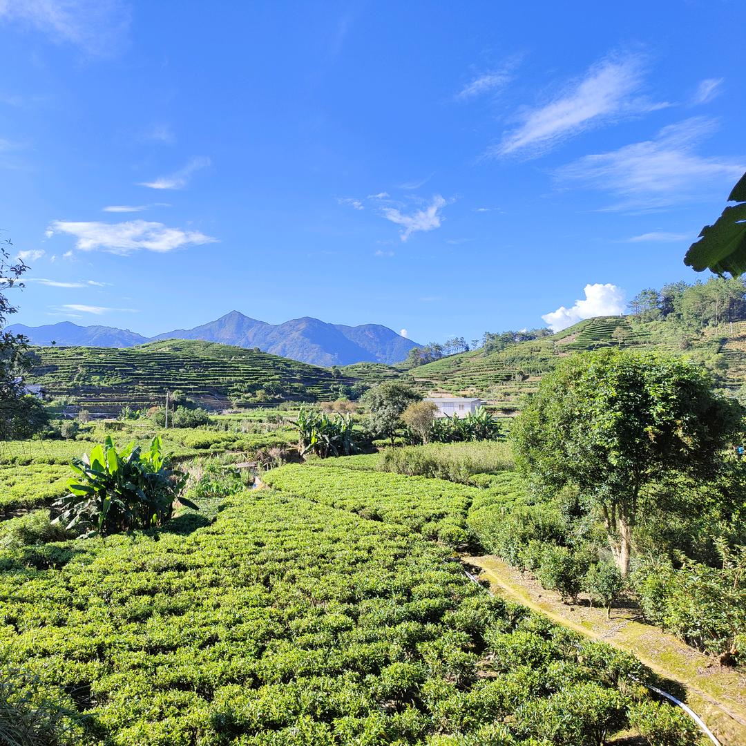 忠哥自家茶山单丛茶原料直发