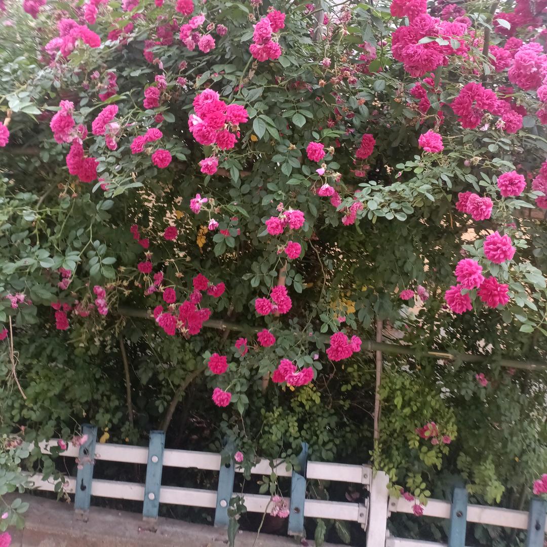 平玉一姐