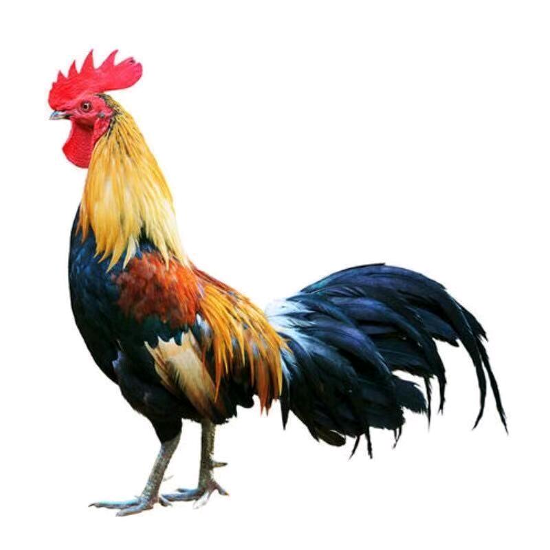 铁公鸡🐔🐔🐔