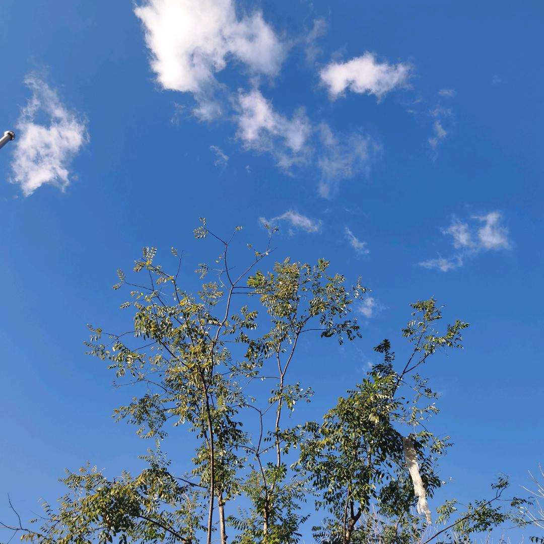 国境以南太阳以西