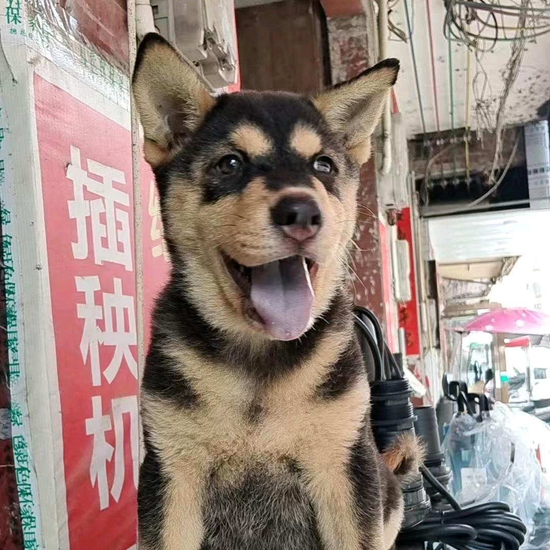 广西霸道田园犬