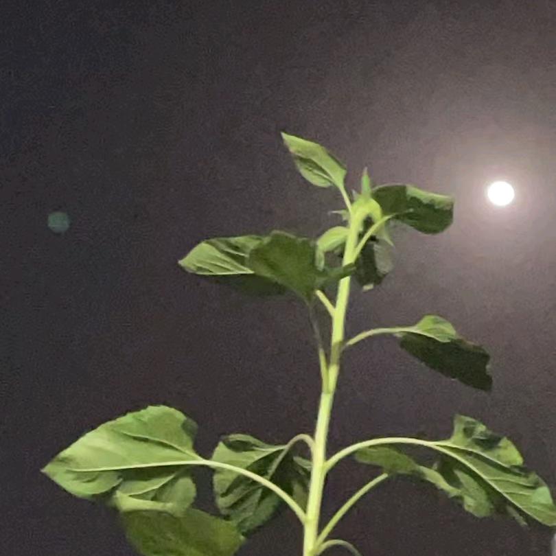 鹏茜瑶
