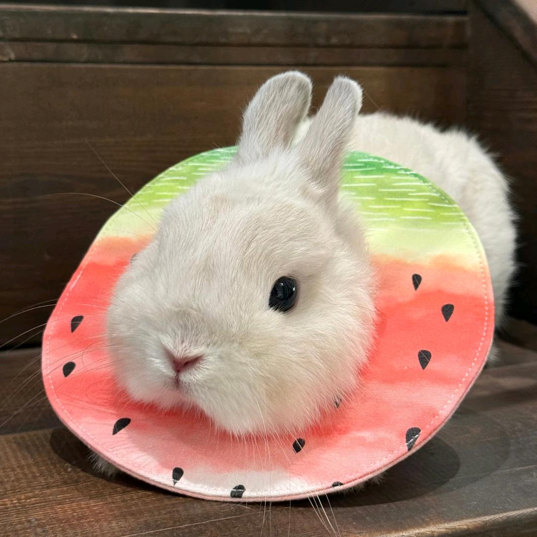 诺诺🎀