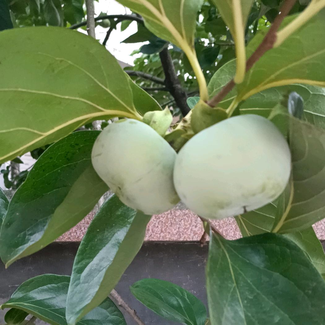 永新全友家居欧阳